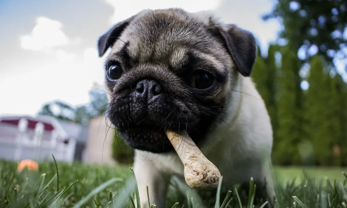 Is stella and chewy good dog food?