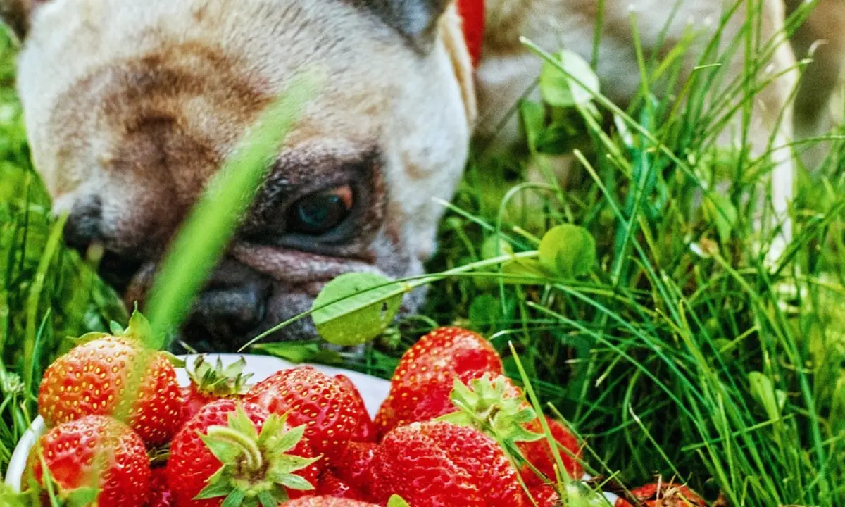 Can Dogs Eat Strawberries?