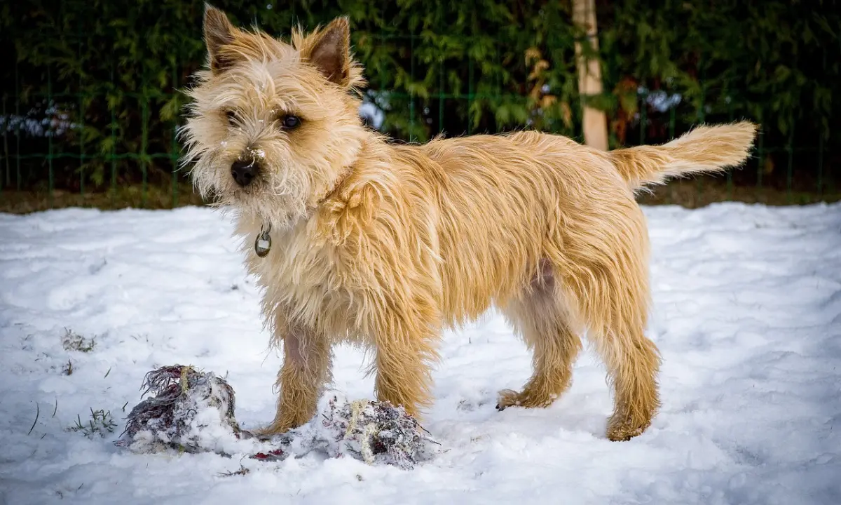 terrier breeds are there
